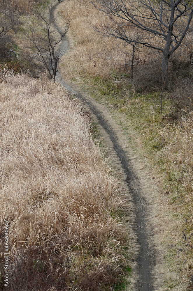 Obraz premium 河川敷の道