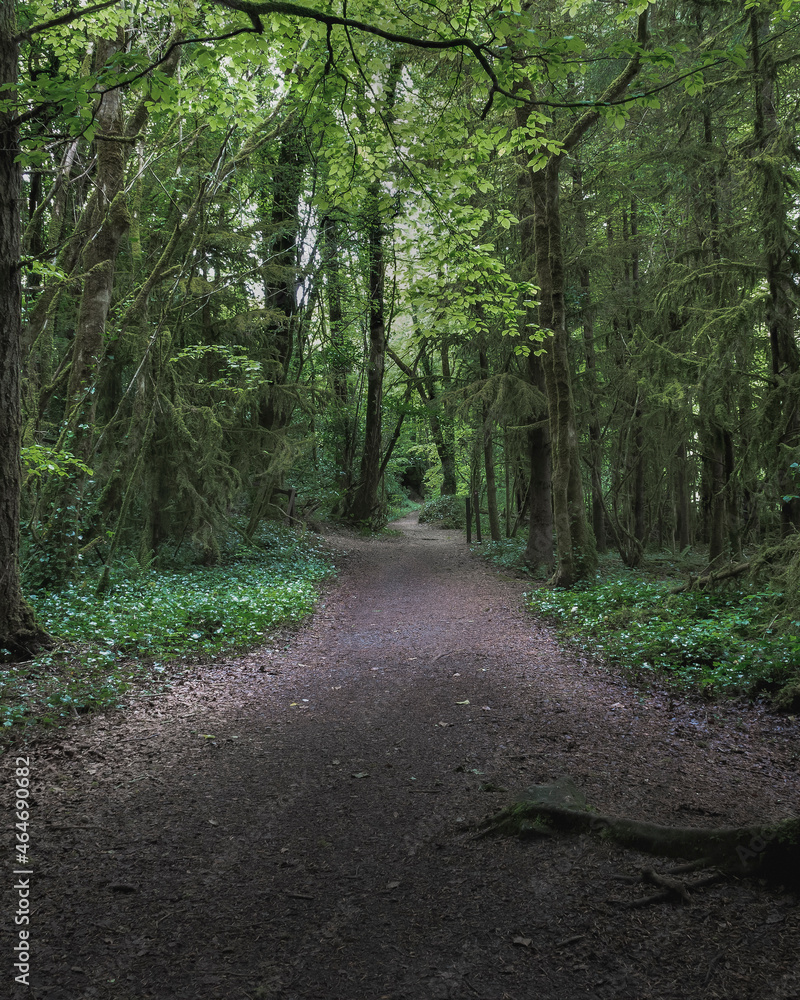 Fototapeta premium Dark Forest - Ireland