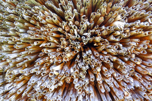 Stalks of reeds. The roof is covered with reed stalks. An ancient method of covering the roof, reeds darkened by time. Background, straw, reeds, stems on the cut. photo