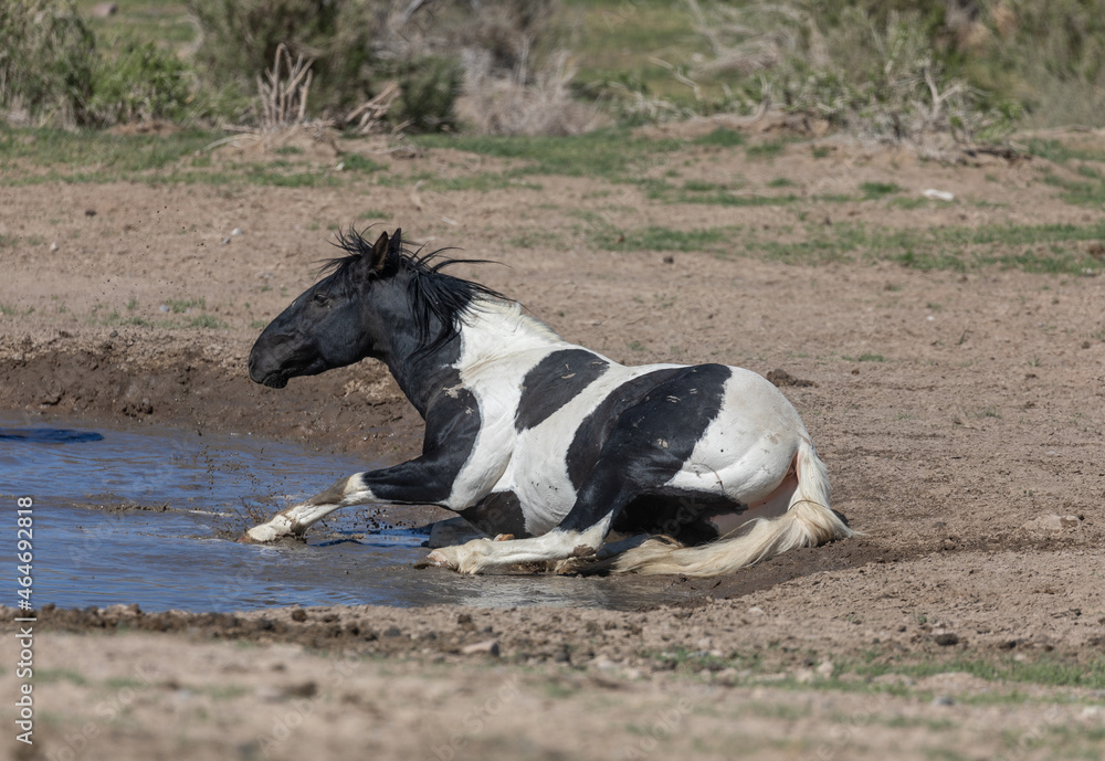 Obraz premium Majestic Wild Horse in the Utah Desert