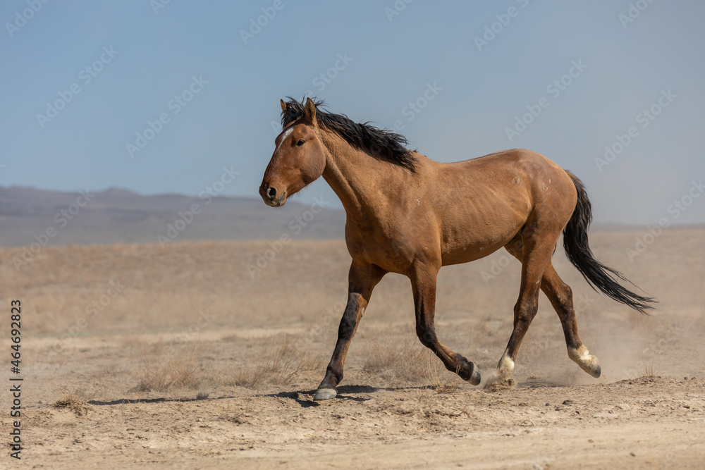 Majestic Wild Horse in the Utah Desert Majestic Wild Horse in the Utah Desert