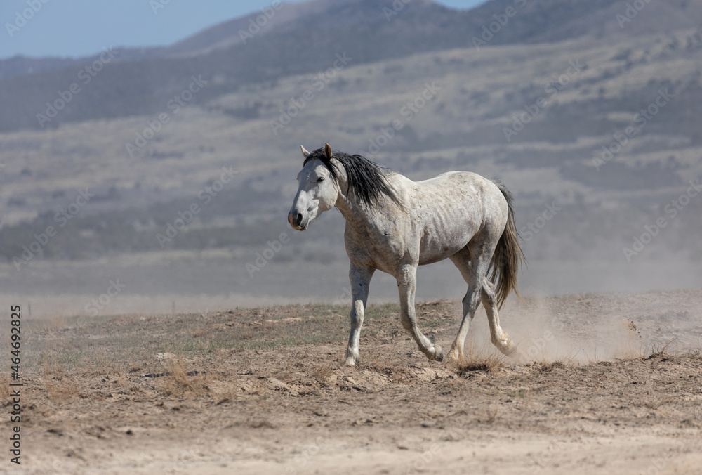 Majestic Wild Horse in the Utah Desert Majestic Wild Horse in the Utah Desert