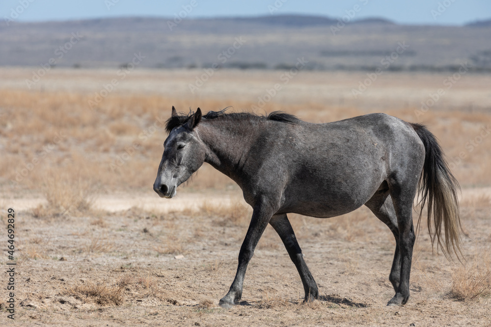 Majestic Wild Horse in the Utah Desert Majestic Wild Horse in the Utah Desert