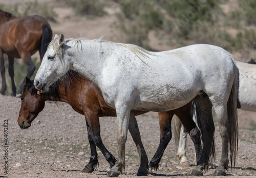 Majestic Wild Horse in the Utah Desert