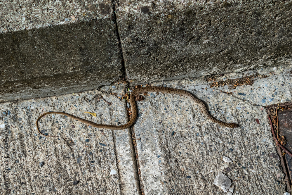 A small Balkan whip snake lies on a concrete road near Rozafa Castle in Shkodra (Albania). Brown reptile on the background of a gray stone surface - top view