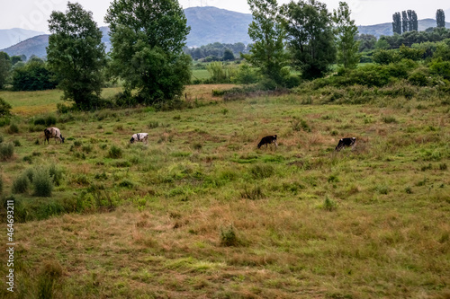Cows graze in a meadow in Albania. Large cattle among the green and yellow grass on the field against the backdrop of a mountain landscape in summer