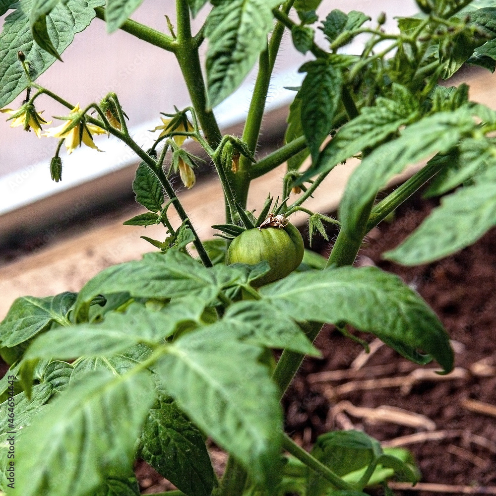 A green tomato is hanging on a young bush among yellow flowers with ovaries A green tomato is hanging on a young bush among yellow flowers with ovaries