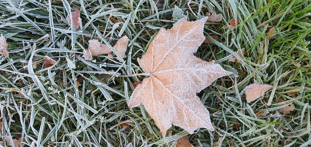The first autumn frost on green plant leaves and green grass.