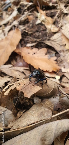 A black beetle walking on dry autumn leaves.