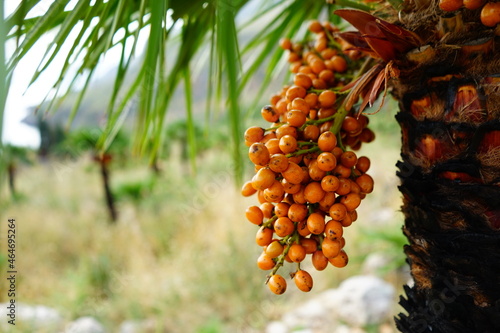 Palm date fruits