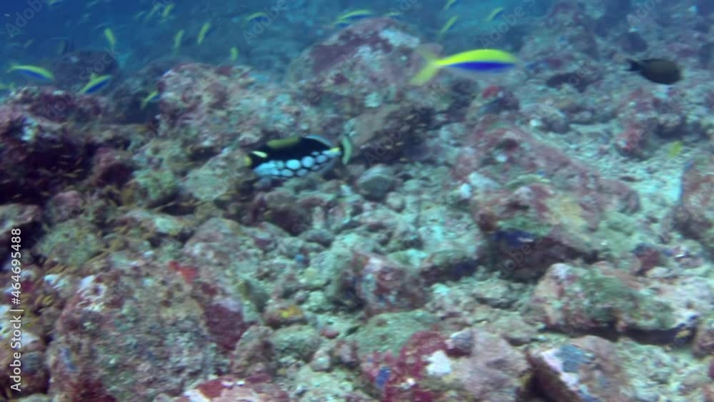 Shoal of coral fish in wonderful seabed of the Andaman Sea Islands. Underwater life on colorful coral reefs in transparent clear water on blue background. Scuba diving and snorkeling in undersea Ocean Shoal of coral fish in wonderful seabed of the Andaman Sea Islands. Underwater life on colorful coral reefs in transparent clear water on blue background. Scuba diving and snorkeling in undersea Ocean