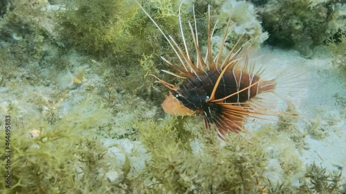 Radial Firefish or Red sea lionfish (Pterois radiata, Pterois cincta) swims above seabed covered with algae. Close-up, Slow motion photo