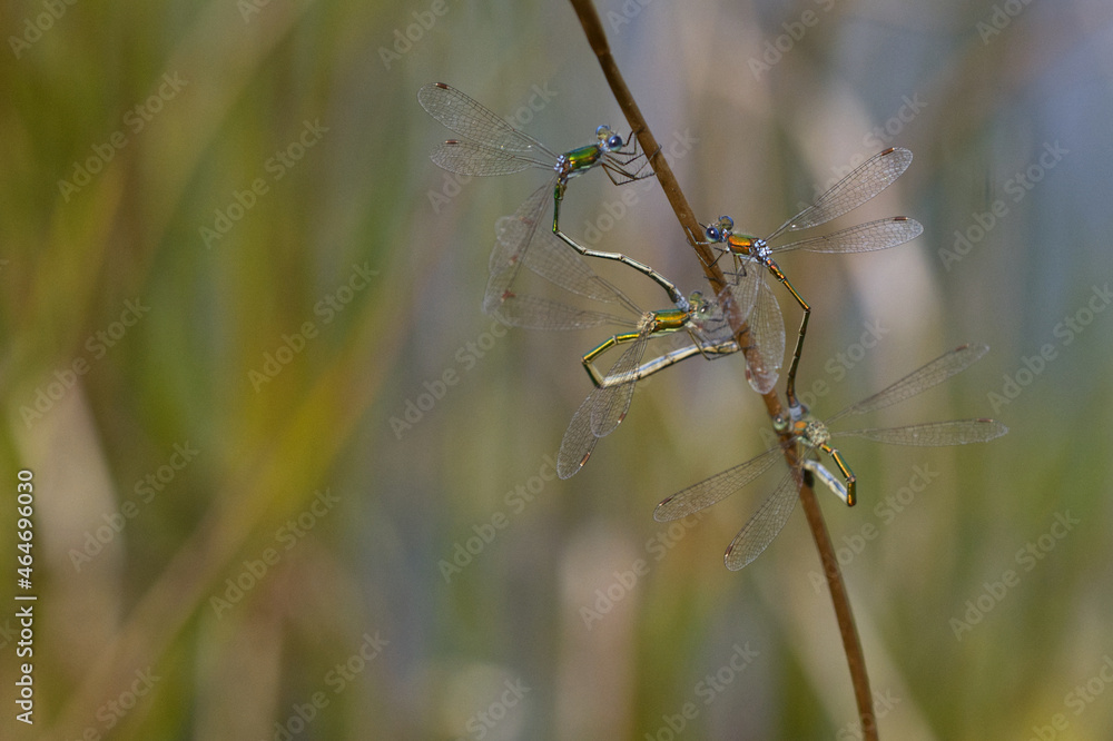 Kleine Binsenjungfer (Lestes virens) Kleine Binsenjungfer (Lestes virens)