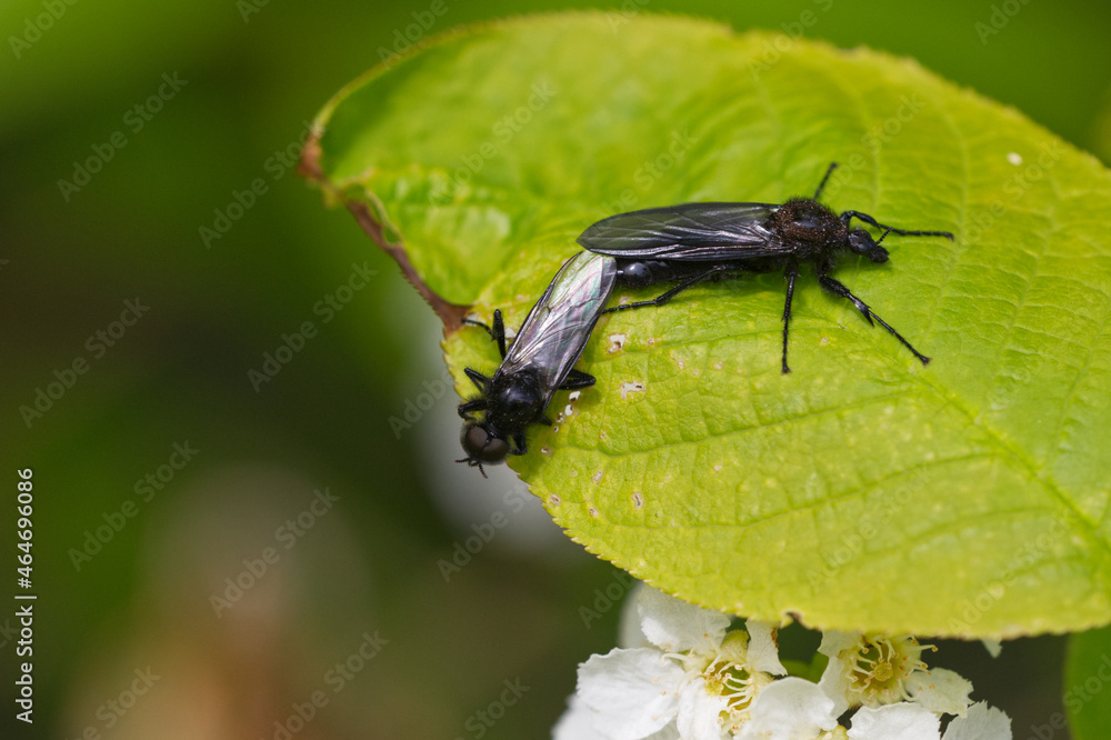 Märzfliege (Bibio marci)