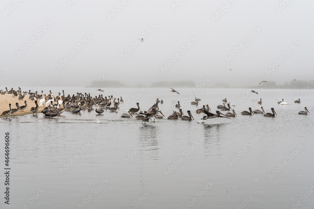 Foggy river and flock of pelicans, California Central Coast Foggy river and flock of pelicans, California Central Coast
