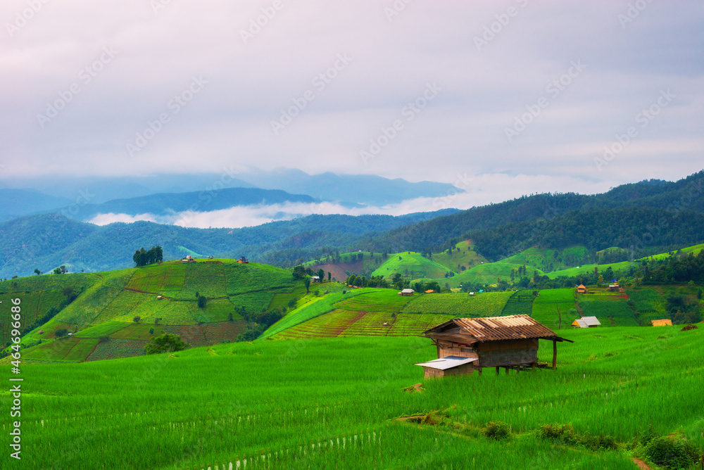 Landscape view of small bamboo hut cover by green paddy rice fields with mist fresh along mountain at background.