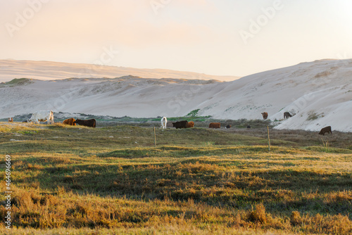 Rural scene of a herd of cattle grazing in sun-dappled golden hills at sunset with sand dunes on background