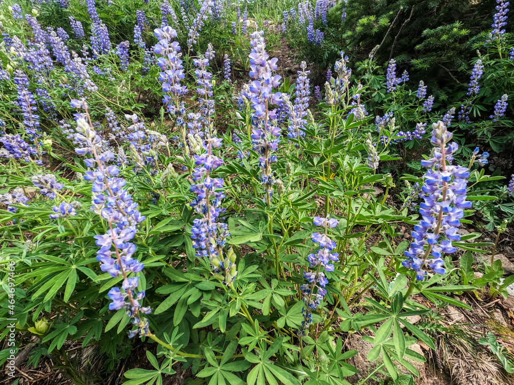 Obraz premium Beautiful wildflowers along the Colorado Trail, Colorado