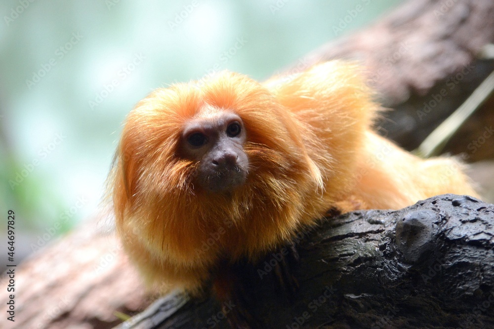 monkey monkey