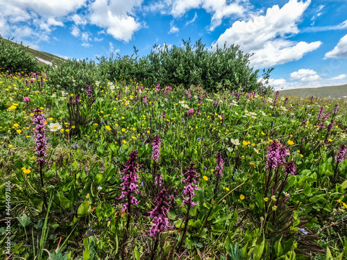 Beautiful wildflowers along the Colorado Trail  Colorado