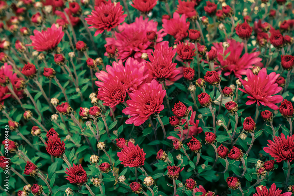Beautiful red garden chrysanthemum flowers bush
