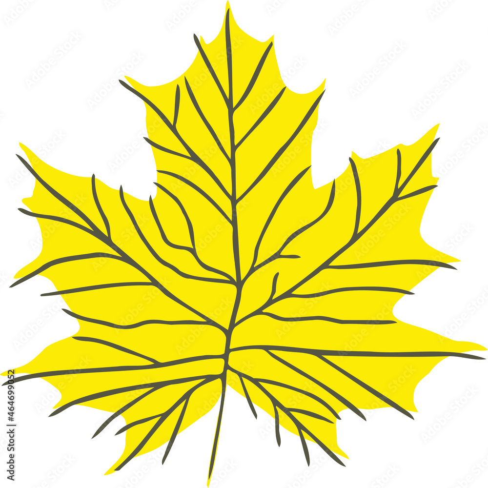 Fototapeta premium yellow maple leaf
