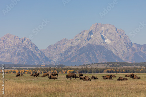 Herd of Bison in Grand Teton National Park Wyoming in Auutmn