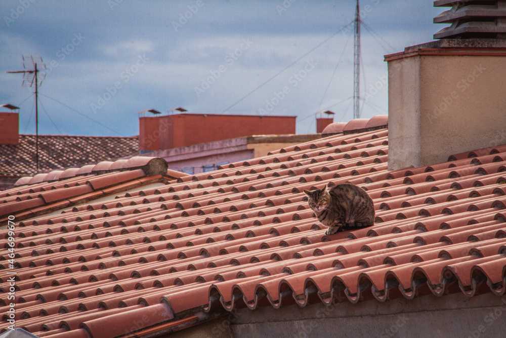 Fototapeta premium Cat on the roof