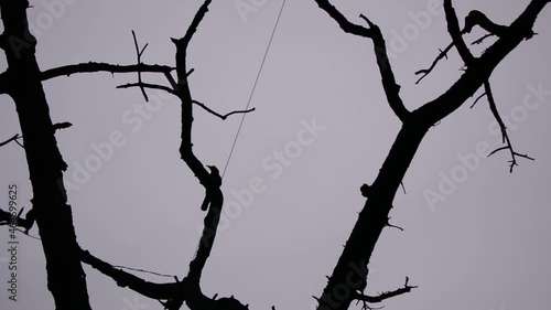 Halloween themed video of a row cawing on dark branches of a leafless tree, spread out. Gloomy, moody, eerie aesthetic
