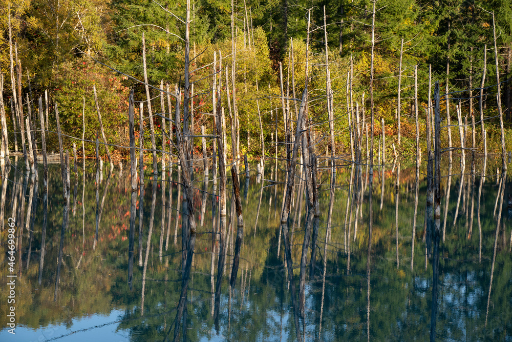 木のディテールが美しい青い池