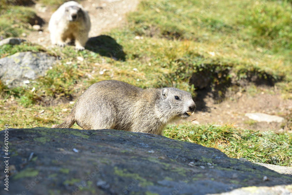 Naklejka premium Murmeltiere in freier Wildbahn
