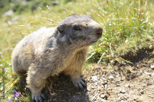 Murmeltiere in freier Wildbahn