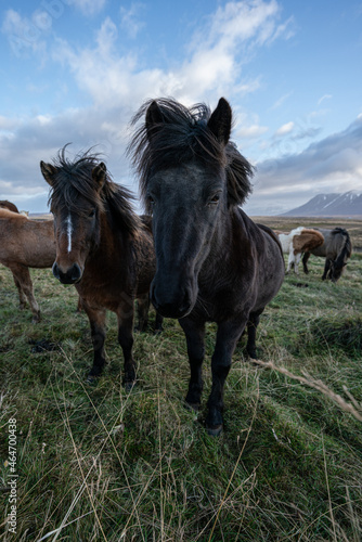 Curious icelandic horses under the clouds