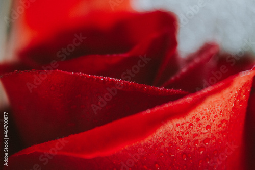 red rose macro