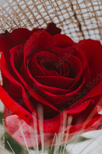 red rose macro