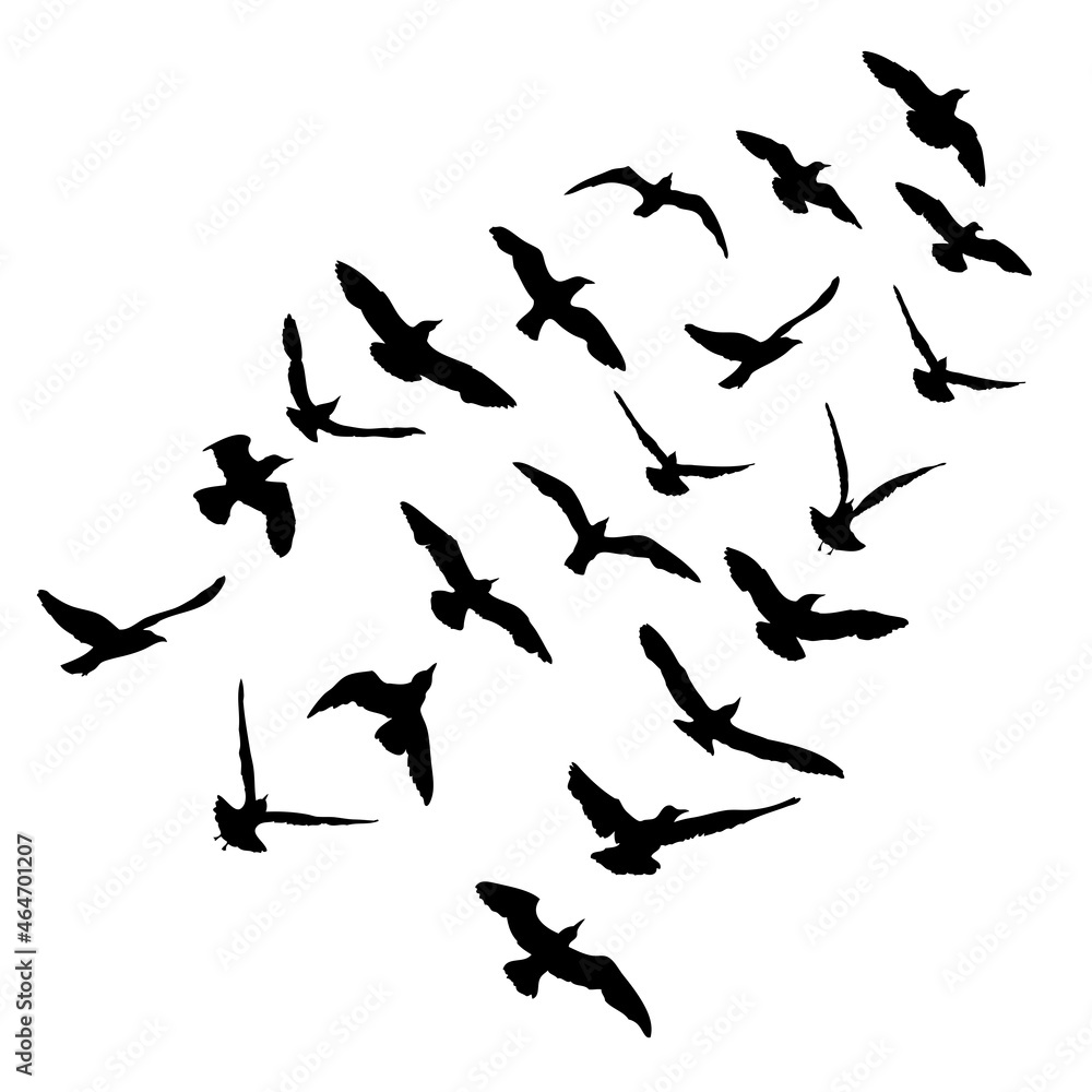Silhouette of flying seagulls birds on white background. Inspirational sail body flash tattoo ink of sea gulls. Vector. Silhouette of flying seagulls birds on white background. Inspirational sail body flash tattoo ink of sea gulls. Vector.