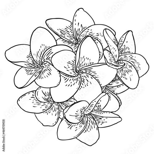 Plumeria flower design. Tropical flower of exotic plant made of real plumeria. Blossom of Hawaiian frangipani with open petals, isolated. Traditional floral welcome decoration. Vector.