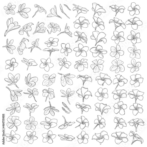 Plumeria blooms hand drawn set. Exotic flowers blooming from tropics set. Traditional floral foliage from Hawaii, Bali collection. Open buds Plumeria petals drawing line art. Vector.