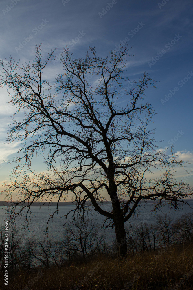 tree in the sky