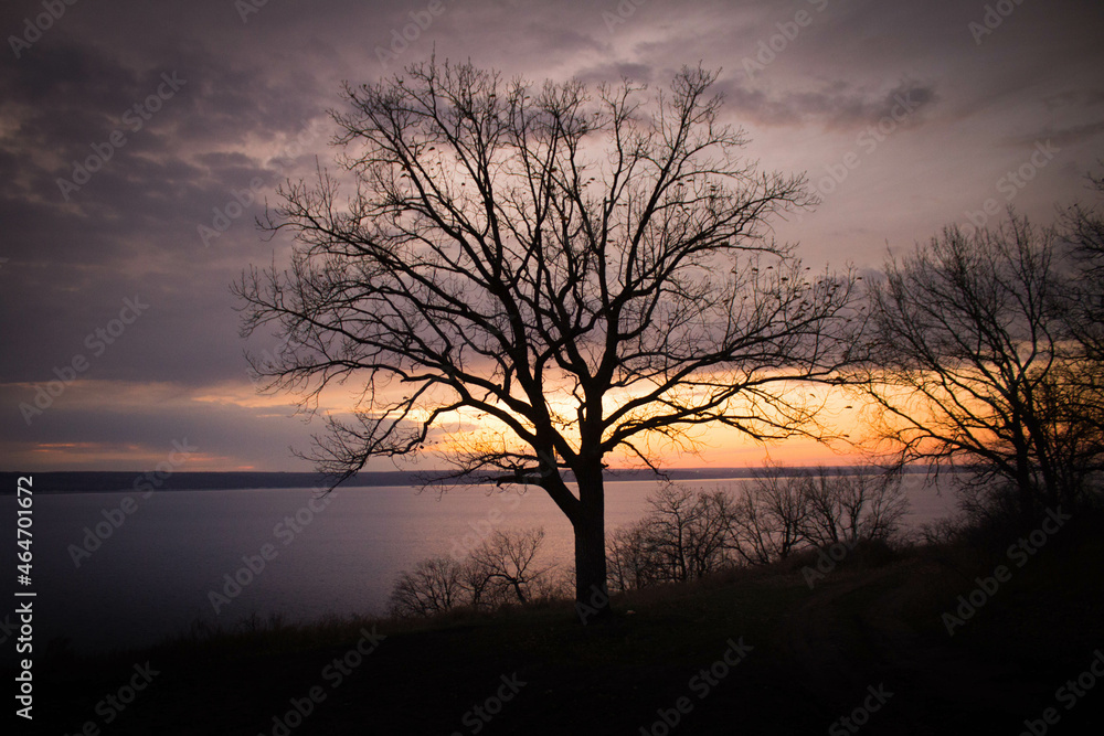 tree in the sunset
