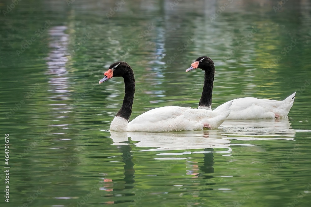Fototapeta premium Two black-necked swans swimming in a lake