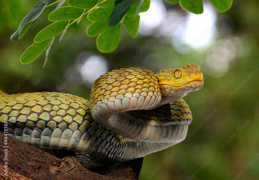 CalPhotos: Atheris squamigera; Green Bush Viper