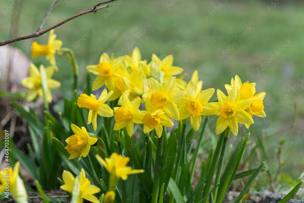 a cute narcissus bush with a bokeh and free copy space for the text - spring background a cute narcissus bush with a bokeh and free copy space for the text - spring background