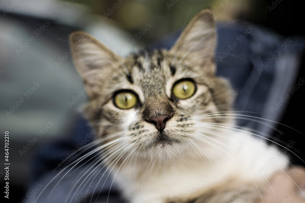 Cat close-up looking at camera with blurry background and green-yellow eyes Cat close-up looking at camera with blurry background and green-yellow eyes