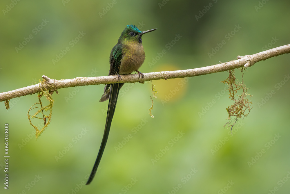 Fototapeta premium Violet-tailed Sylph perched on a branch