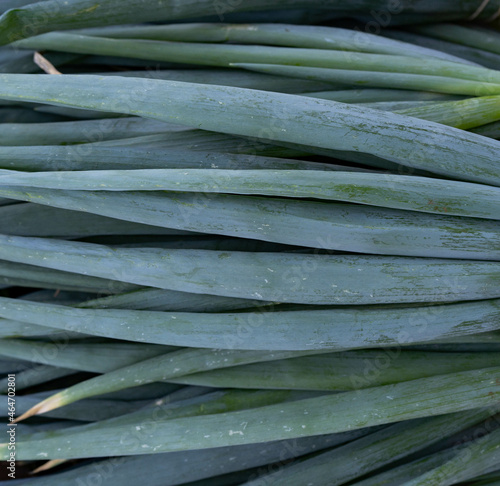 Green onion in close-up detail of organic rural harvest