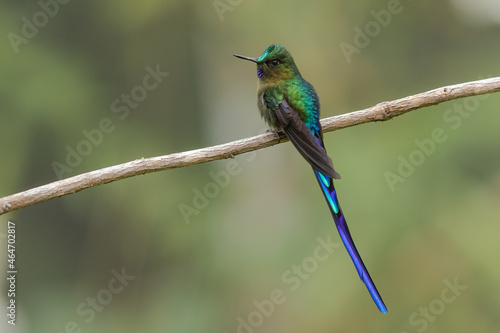Violet-tailed Sylph perched on a branch