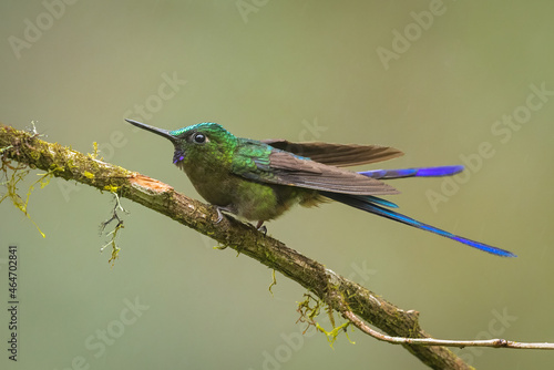 Фотография Violet-tailed Sylph perched on a branch