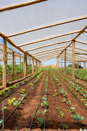 General Harvest lines with small plantations under a greenhouse