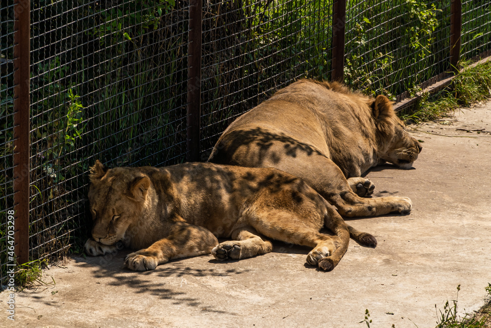 The Crimean Peninsula. July 17, 2021. the city of Belogorsk. Young lions and lionesses sleep, hiding in the shade of the aviary in the zoo. The Crimean Peninsula. July 17, 2021. the city of Belogorsk. Young lions and lionesses sleep, hiding in the shade of the aviary in the zoo.